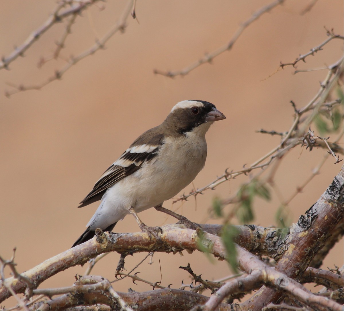 White-browed Sparrow-Weaver - ML170187301