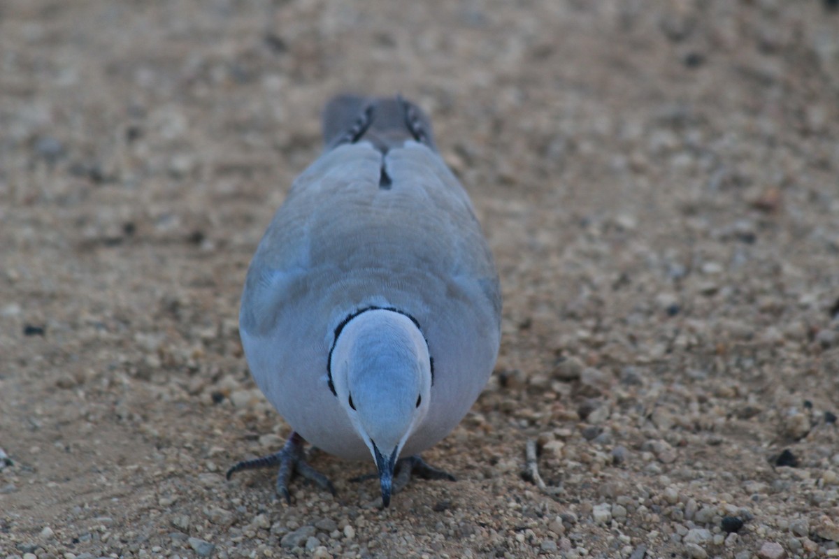 Ring-necked Dove - ML170187471