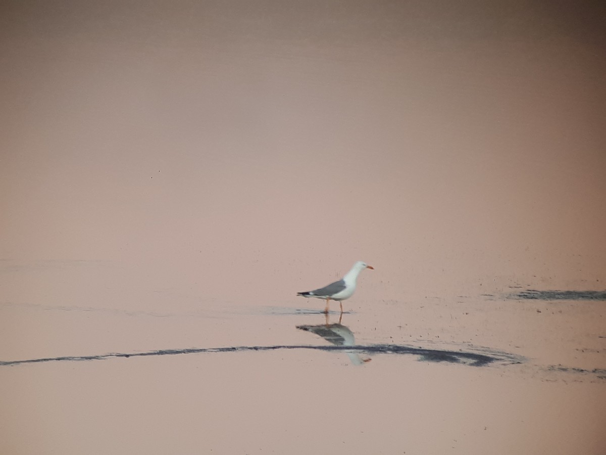 Yellow-legged Gull - ML170188121