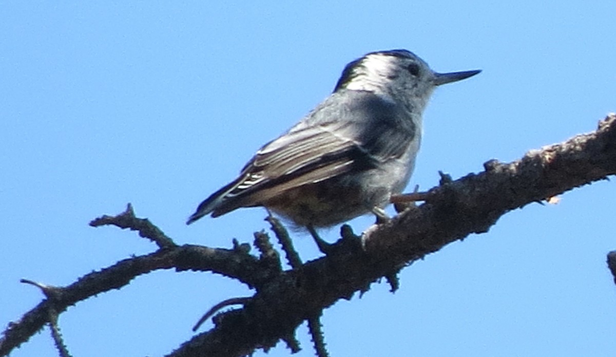 White-breasted Nuthatch - ML170188161