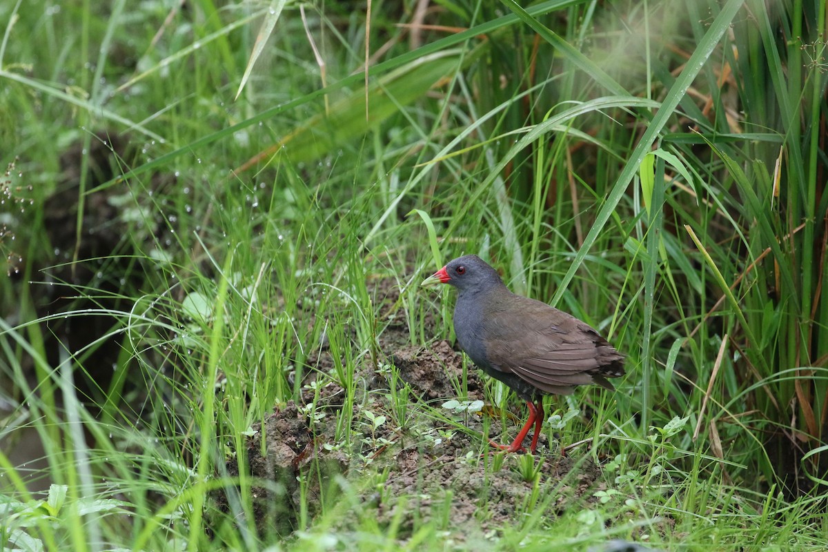 Paint-billed Crake - John van Dort