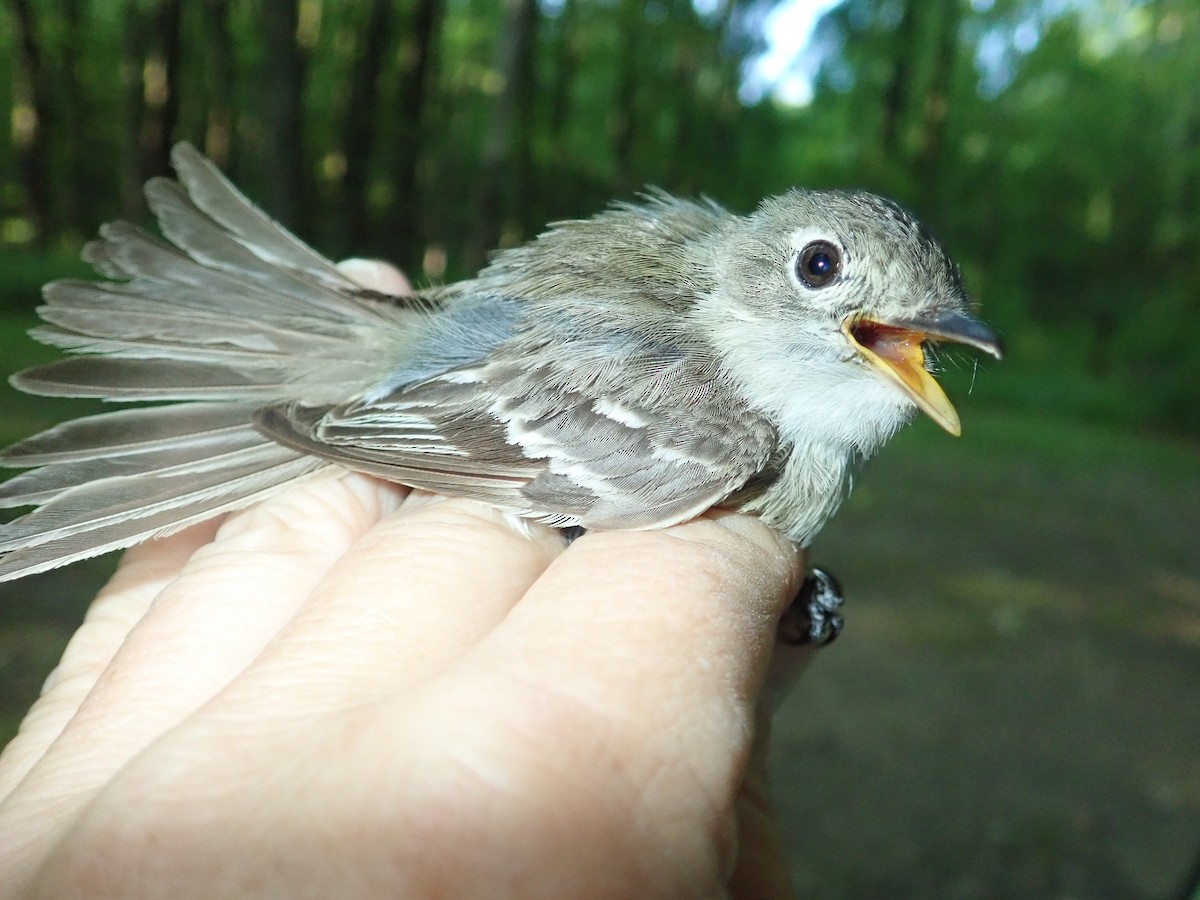 Least Flycatcher - ML170188541