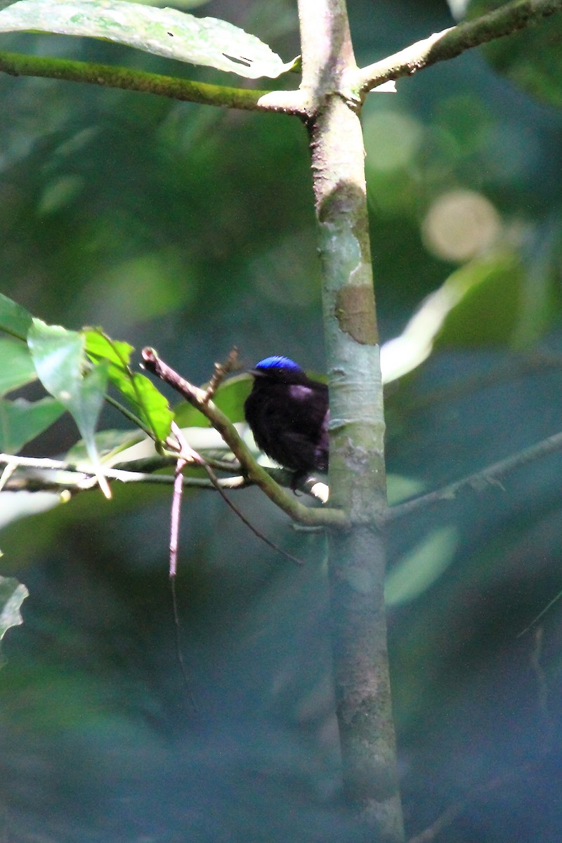 blåkronemanakin (coronata gr.) - ML170189601