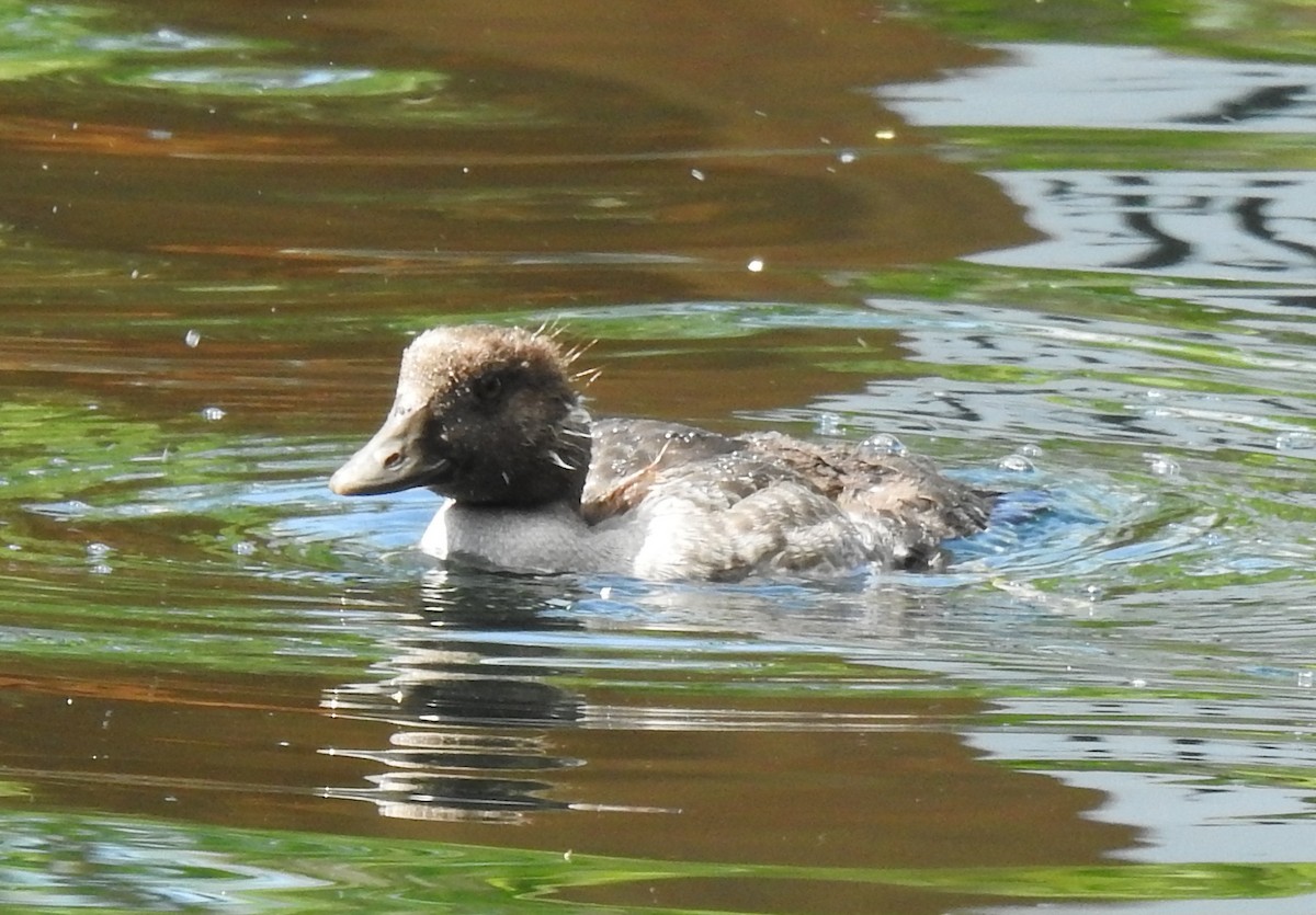 Common Goldeneye - Brian Lund