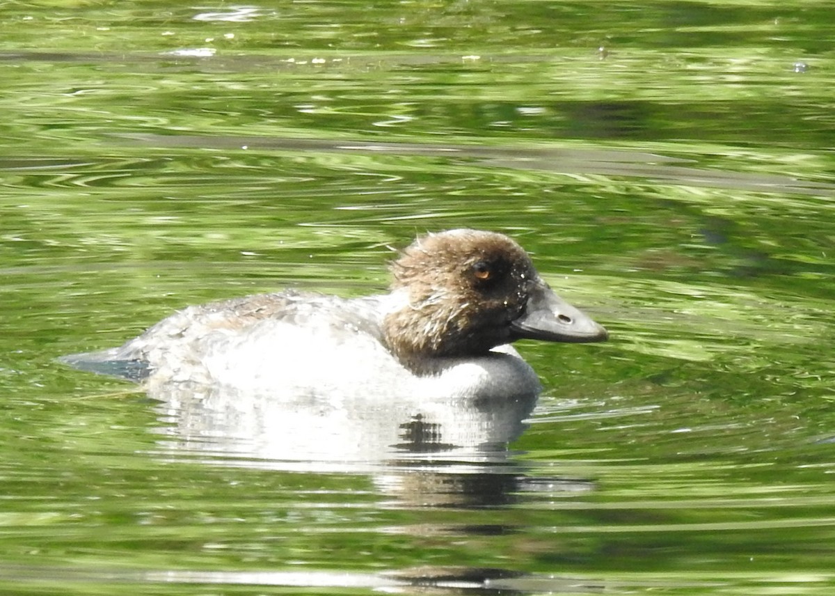 Common Goldeneye - Brian Lund