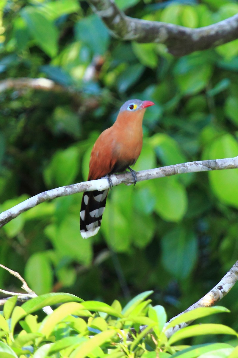 Black-bellied Cuckoo - Butch Carter