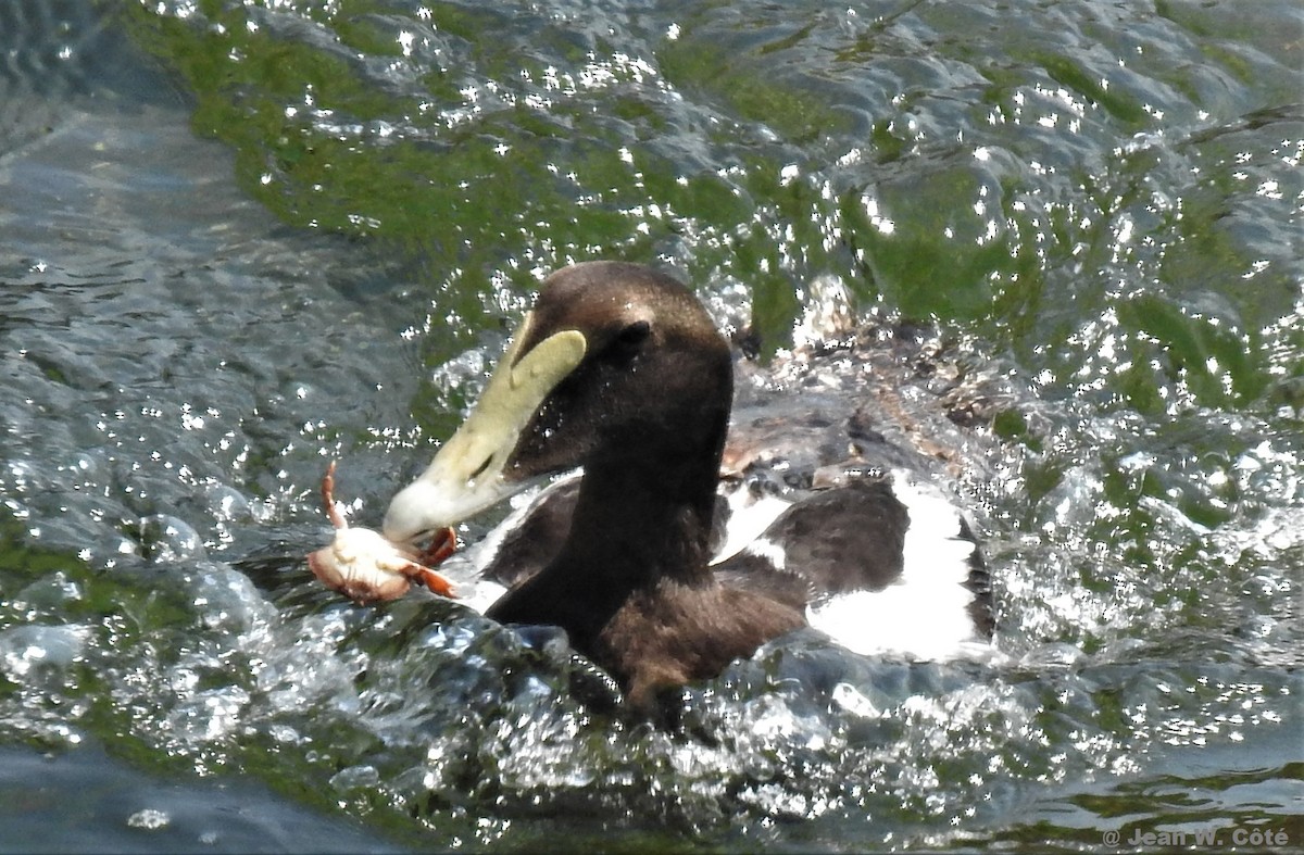 Common Eider - Jean W. Côté