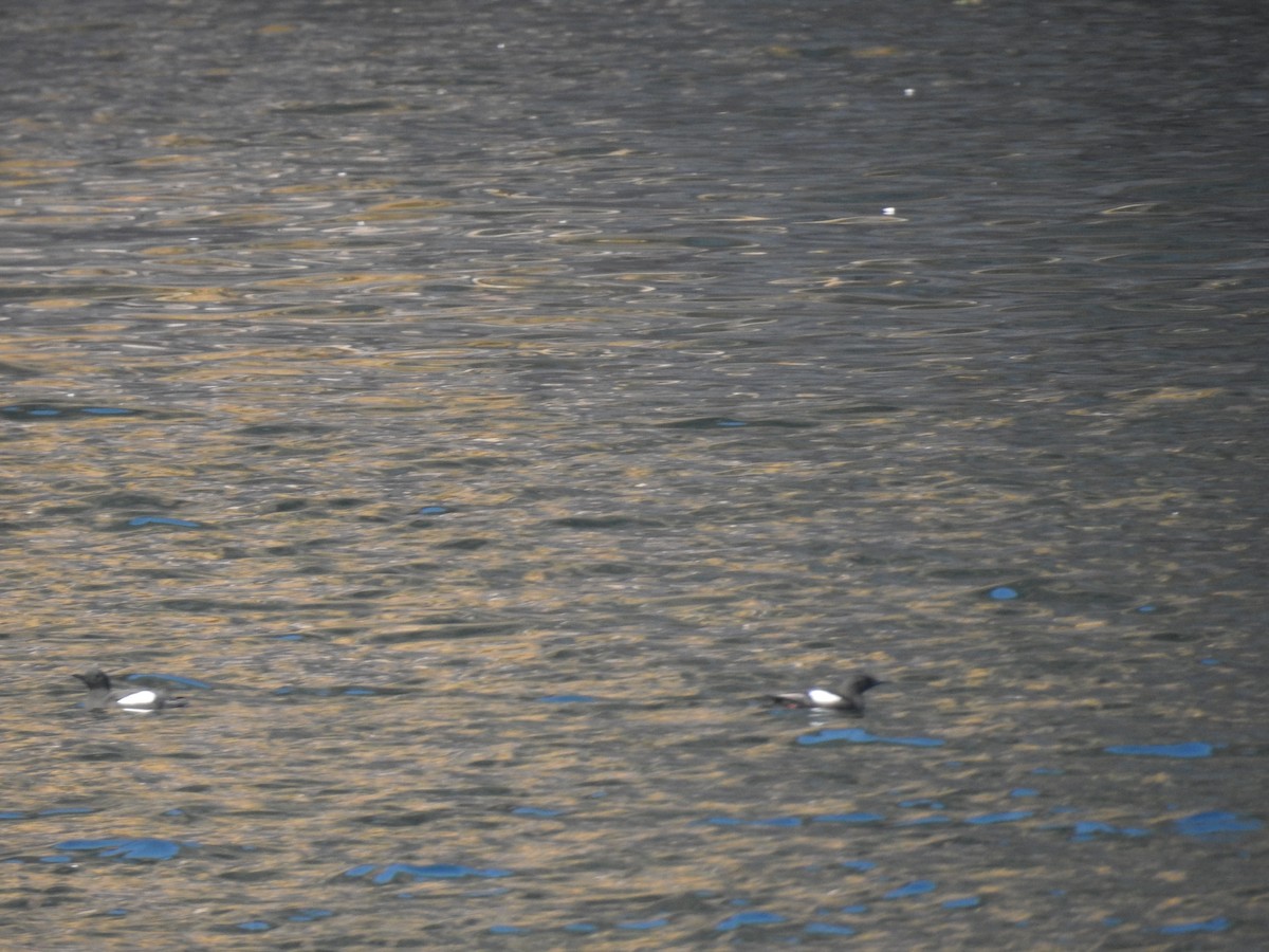 Black Guillemot - ML170196431