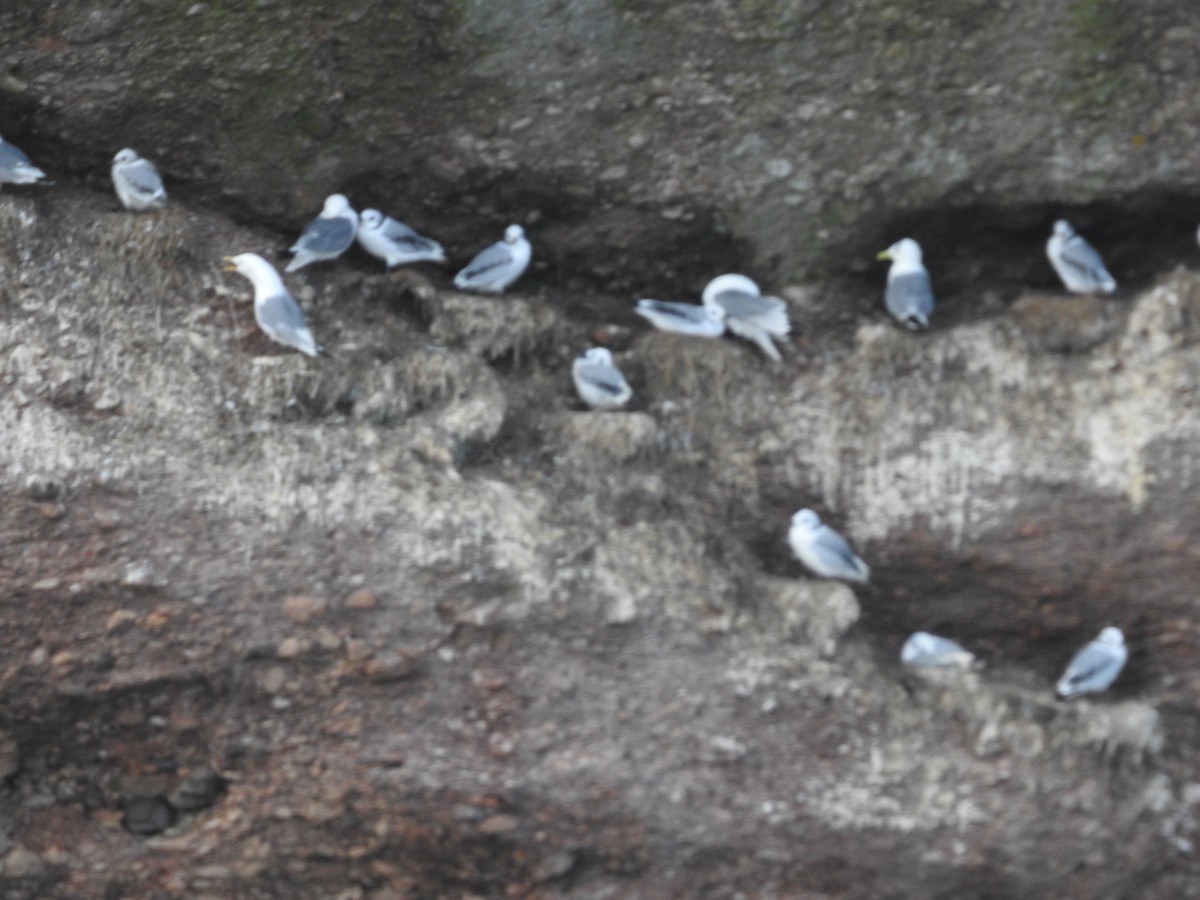 Black-legged Kittiwake - ML170196471