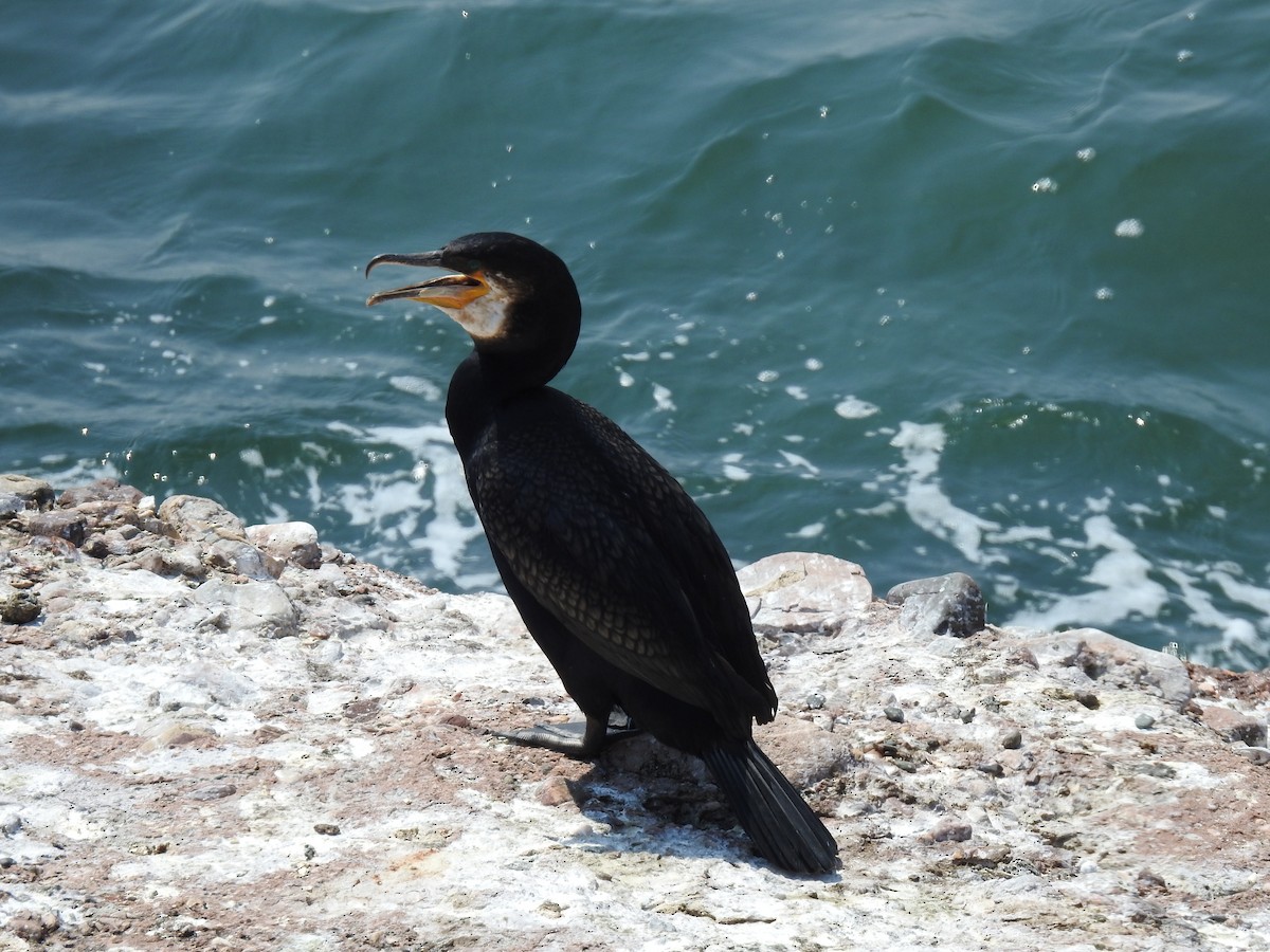 Great Cormorant - ML170196601