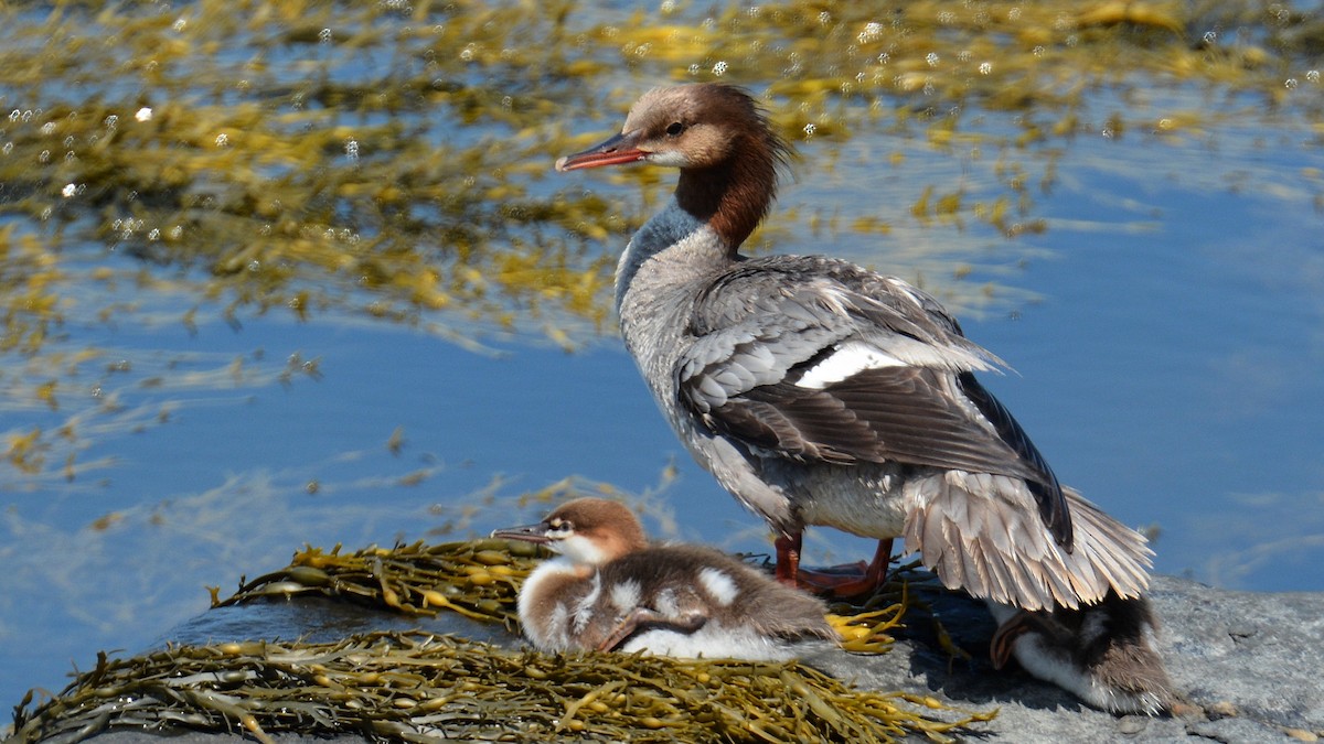 Common Merganser - ML170196981