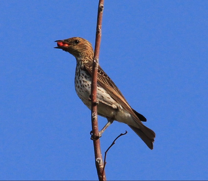 זרזיר סגול - ML170197451