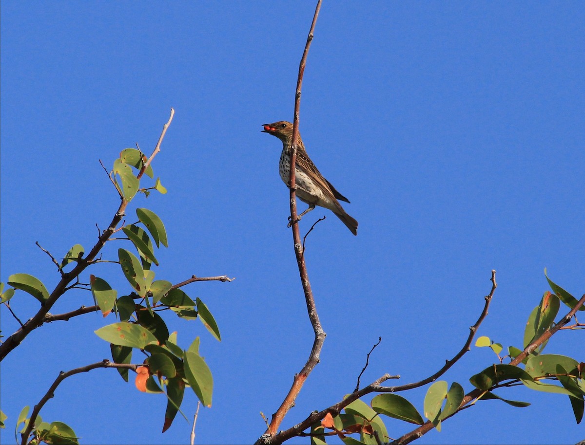 Violet-backed Starling - ML170197461