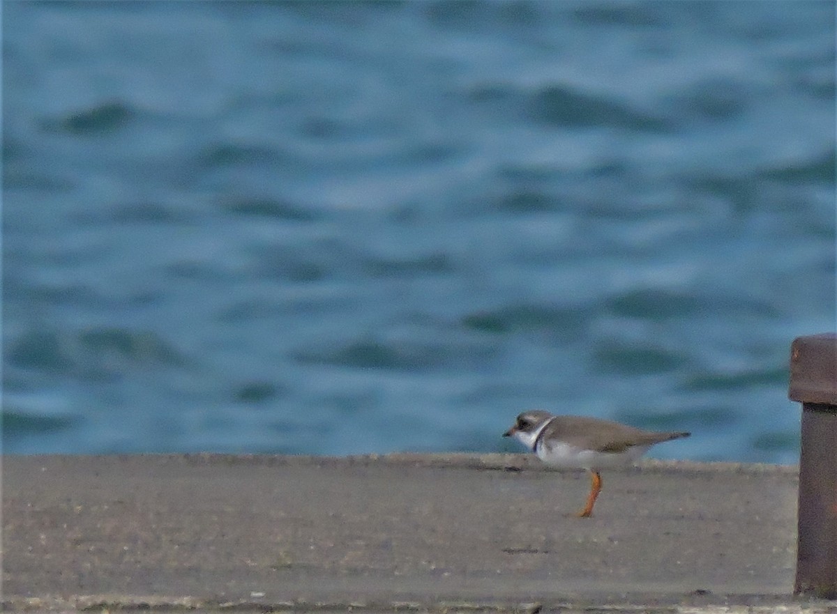 Semipalmated Plover - ML170198291