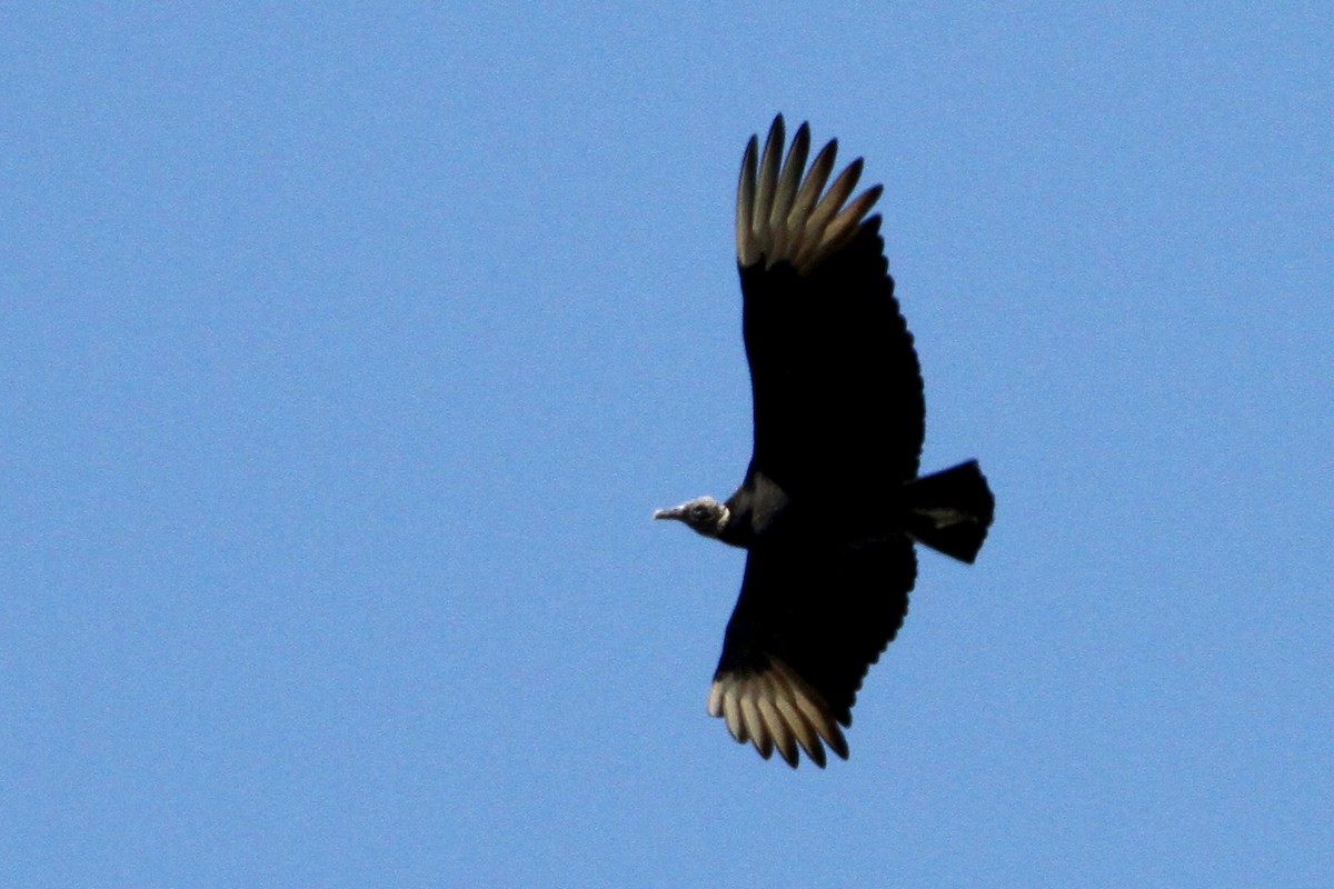 Black Vulture - ML170198631