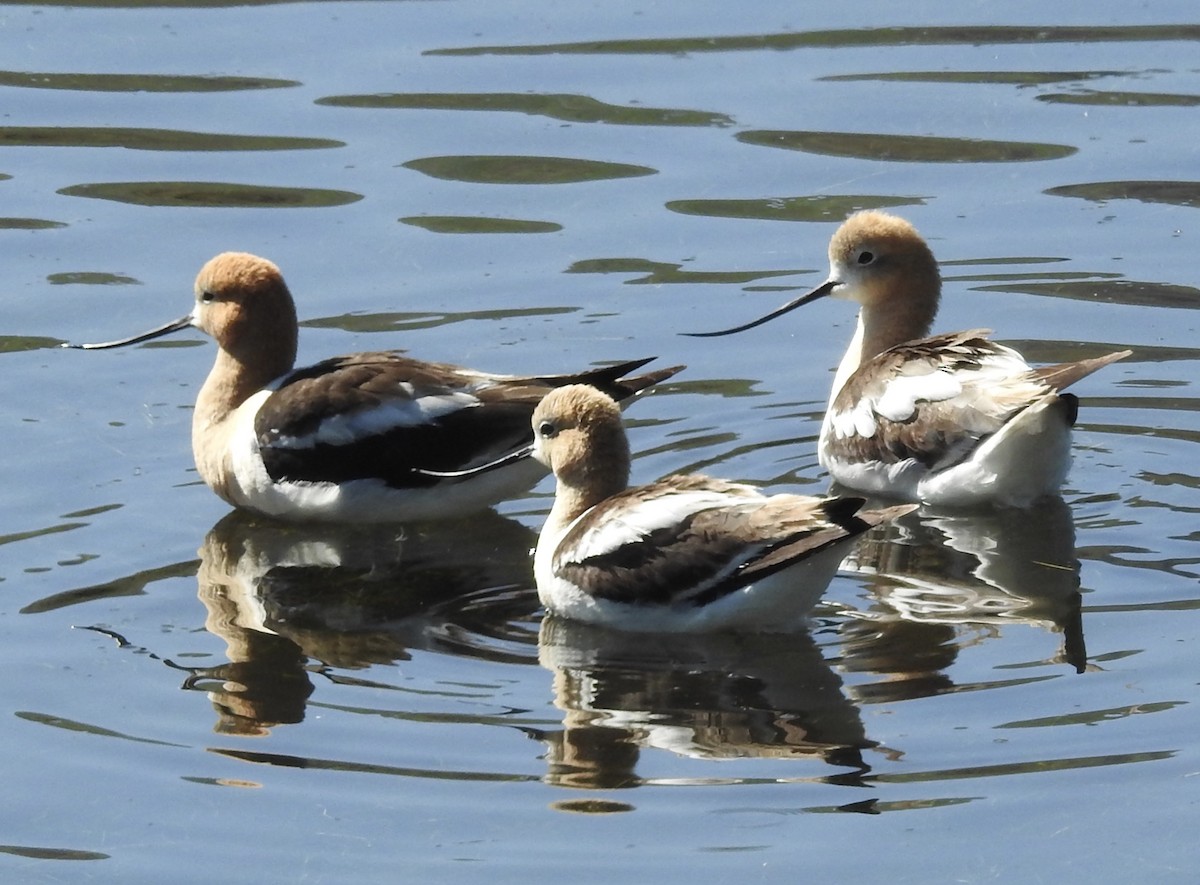 American Avocet - Kim Liebich ☀️🦤