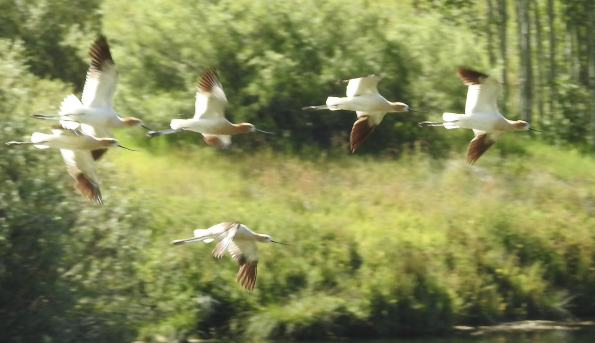 Avocette d'Amérique - ML170199781