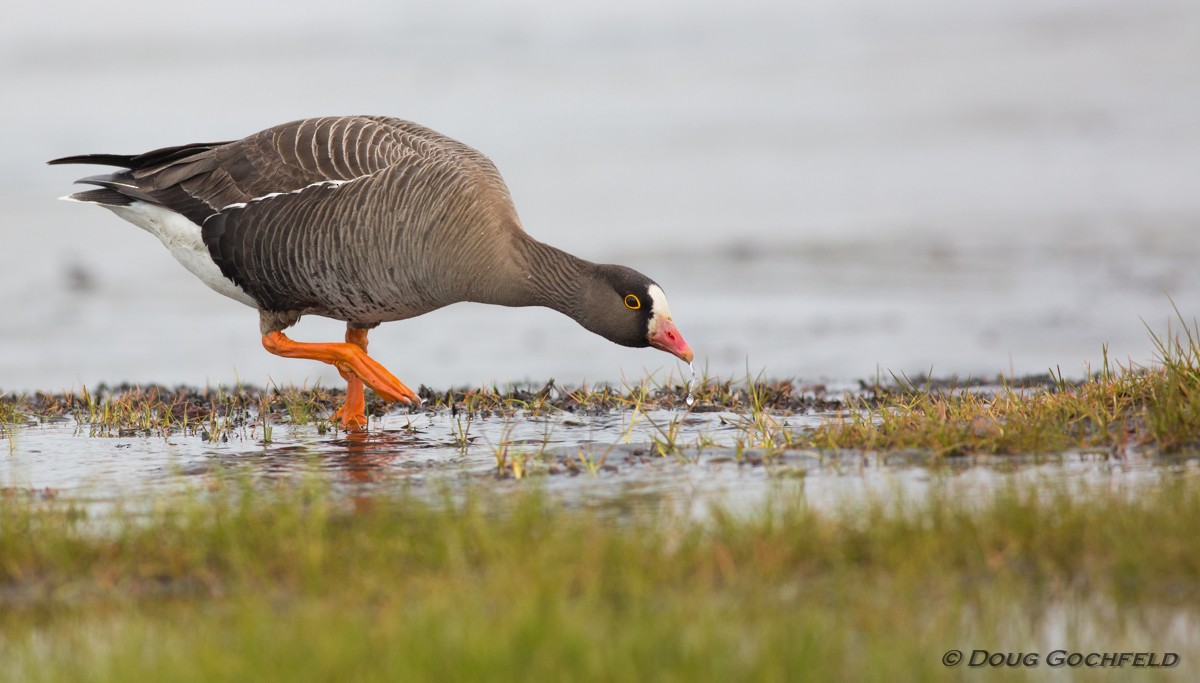 Lesser White-fronted Goose - ML170205271