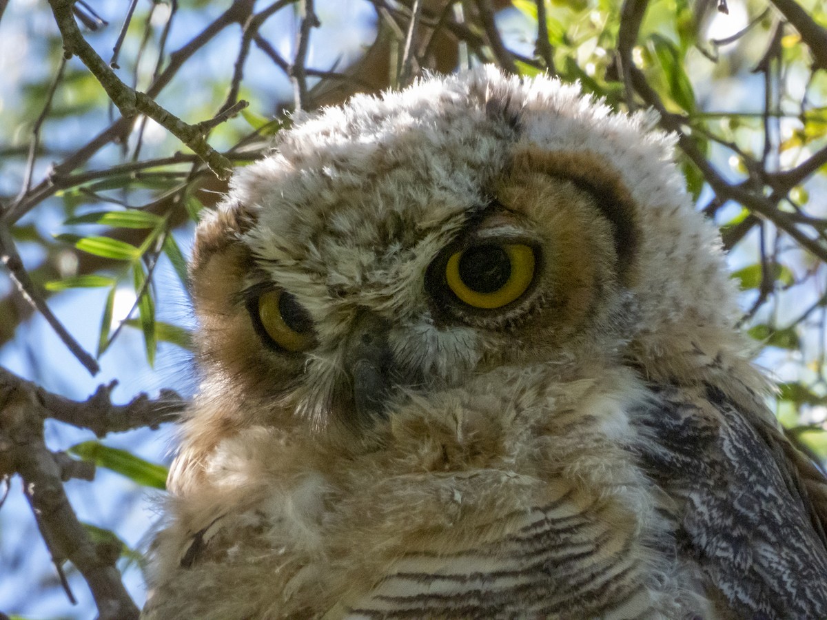 Great Horned Owl - ML170205361