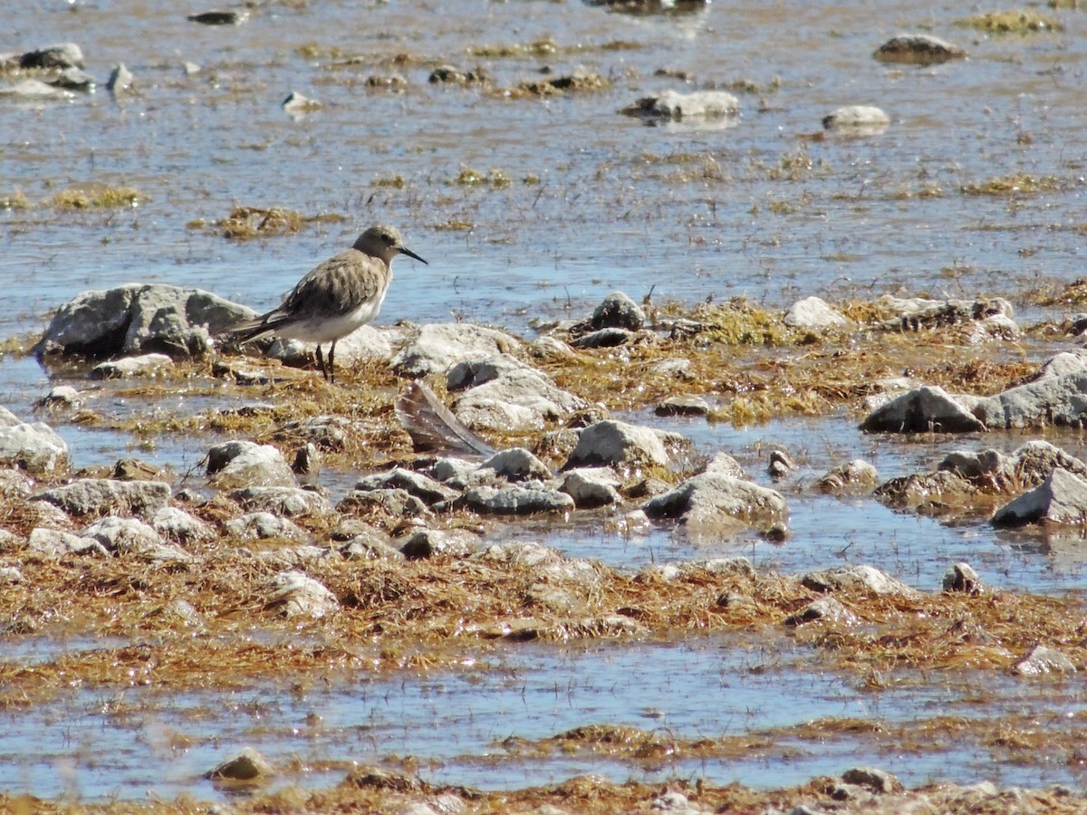 Bairdstrandläufer - ML170205371