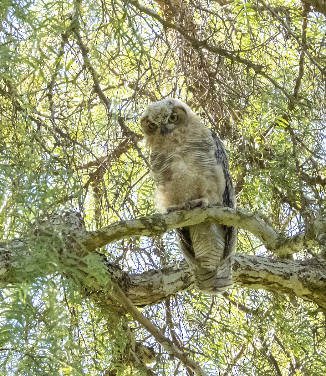 Great Horned Owl - ML170205551