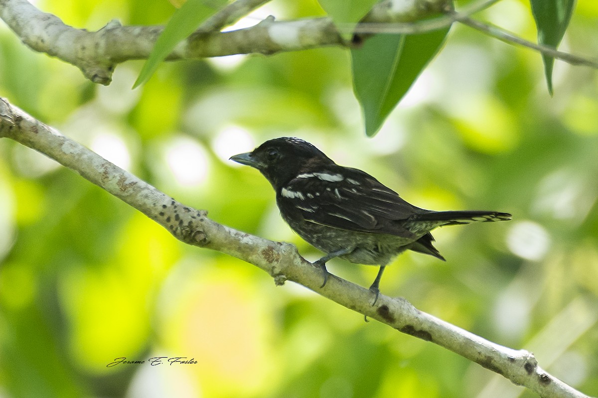 White-winged Becard - ML170205771