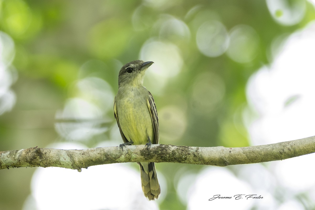 White-winged Becard - ML170205781