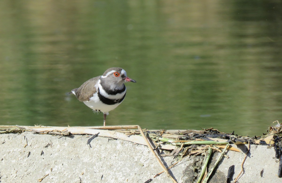 Three-banded Plover - Thomas Hinnebusch