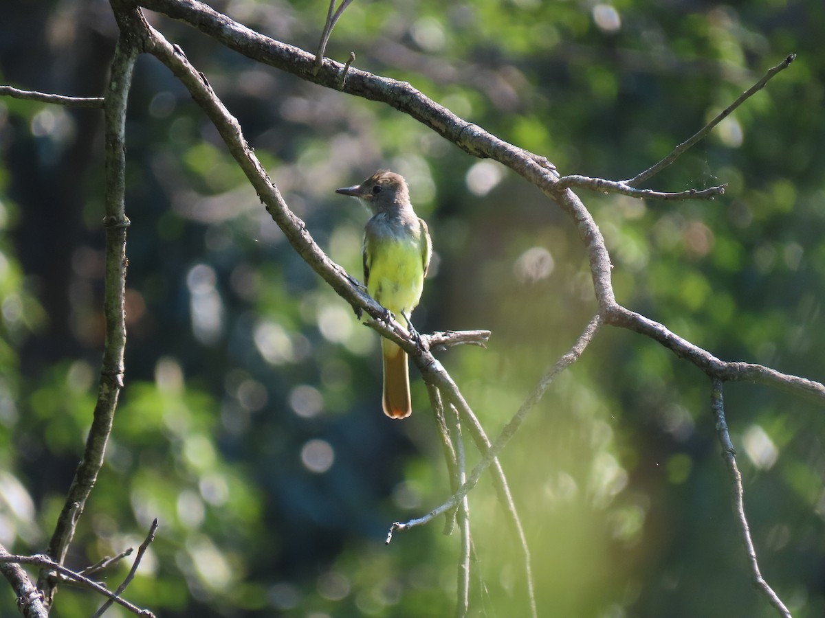 Great Crested Flycatcher - ML170207741