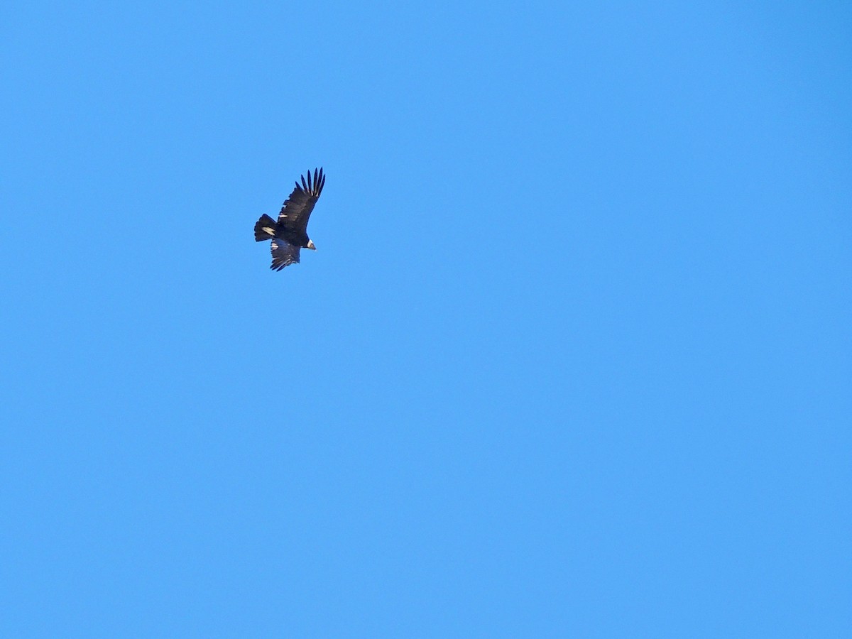 Andean Condor - ML170207901