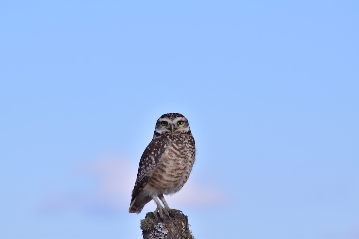 Burrowing Owl - Susana Baño