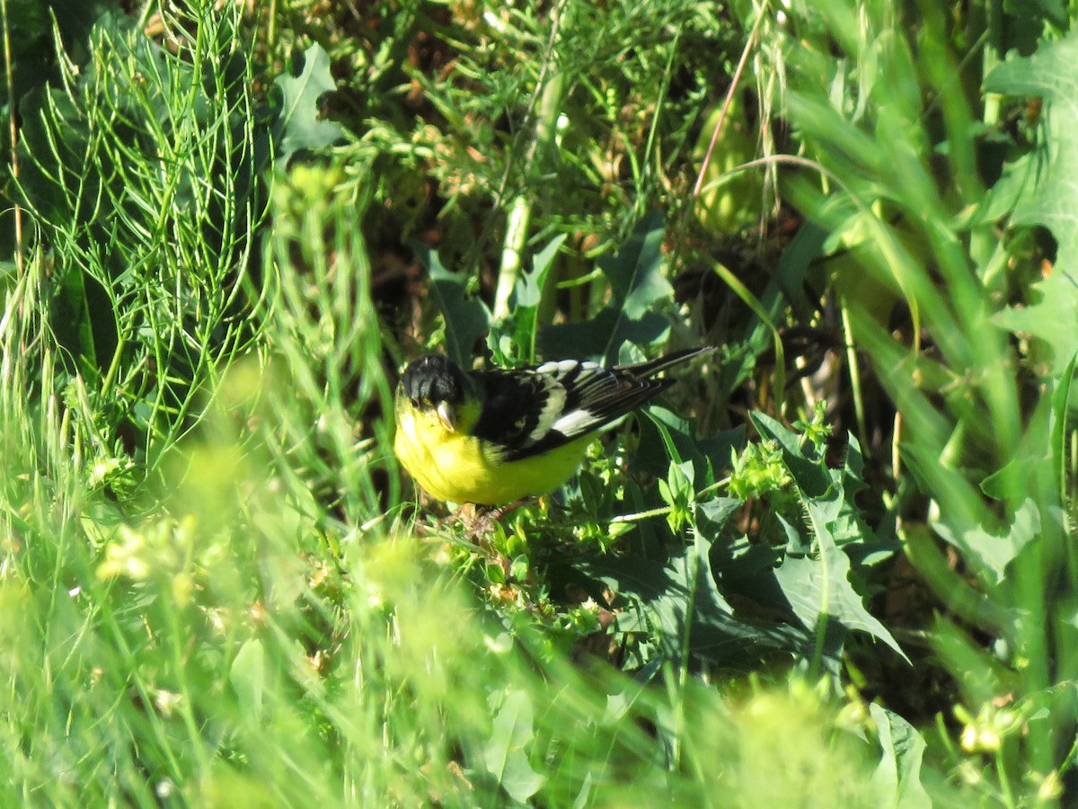 småstillits - ML170208101