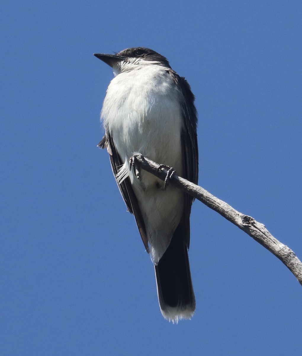 Eastern Kingbird - ML170208361