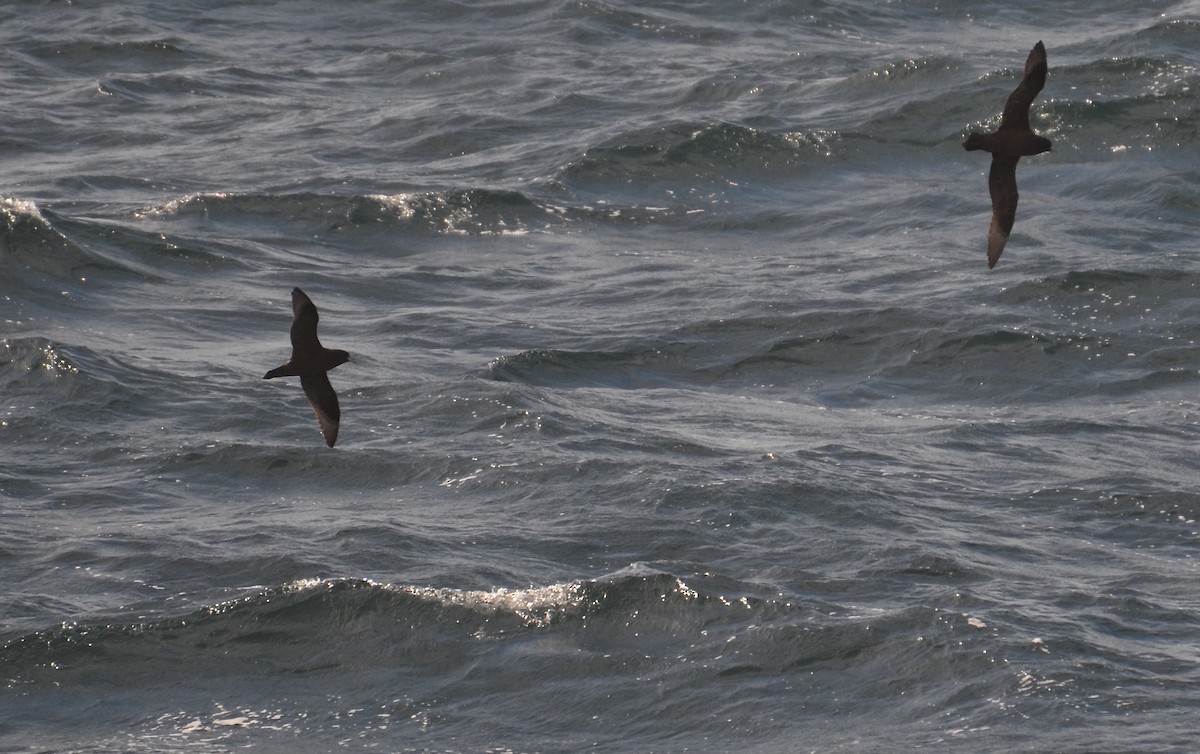 White-chinned Petrel - ML170209641