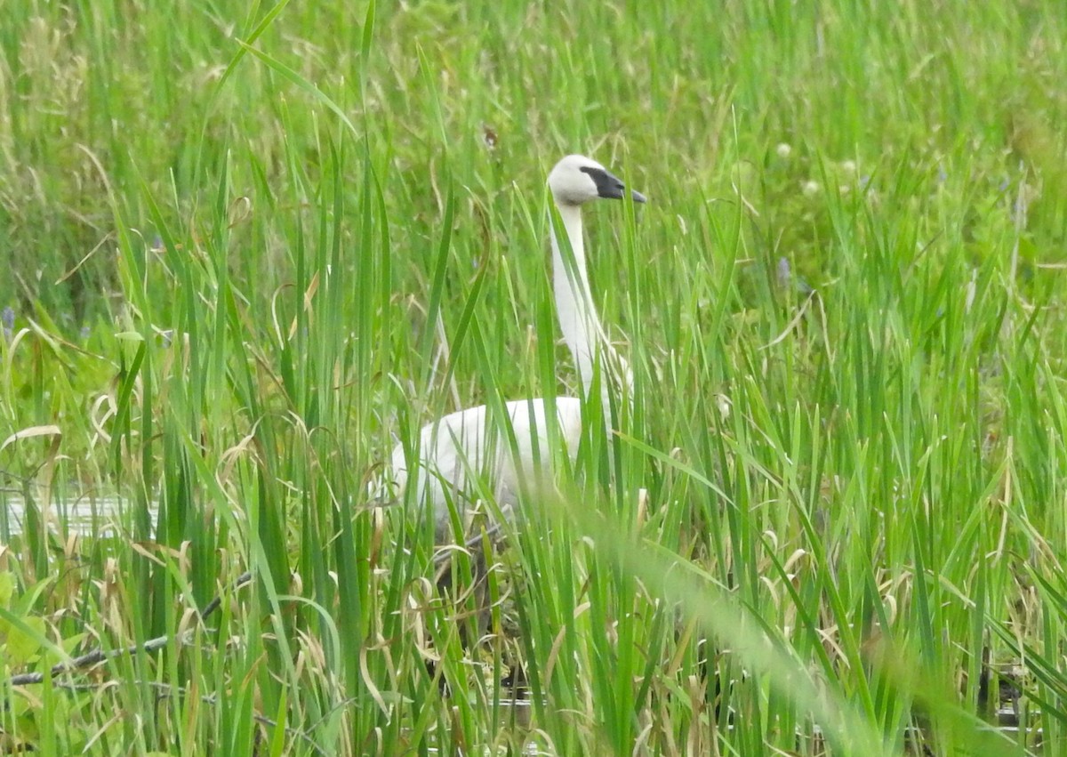 Trumpeter Swan - ML170210051