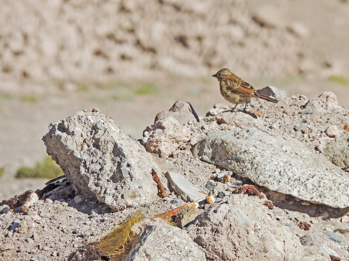 Rufous-collared Sparrow - ML170210481