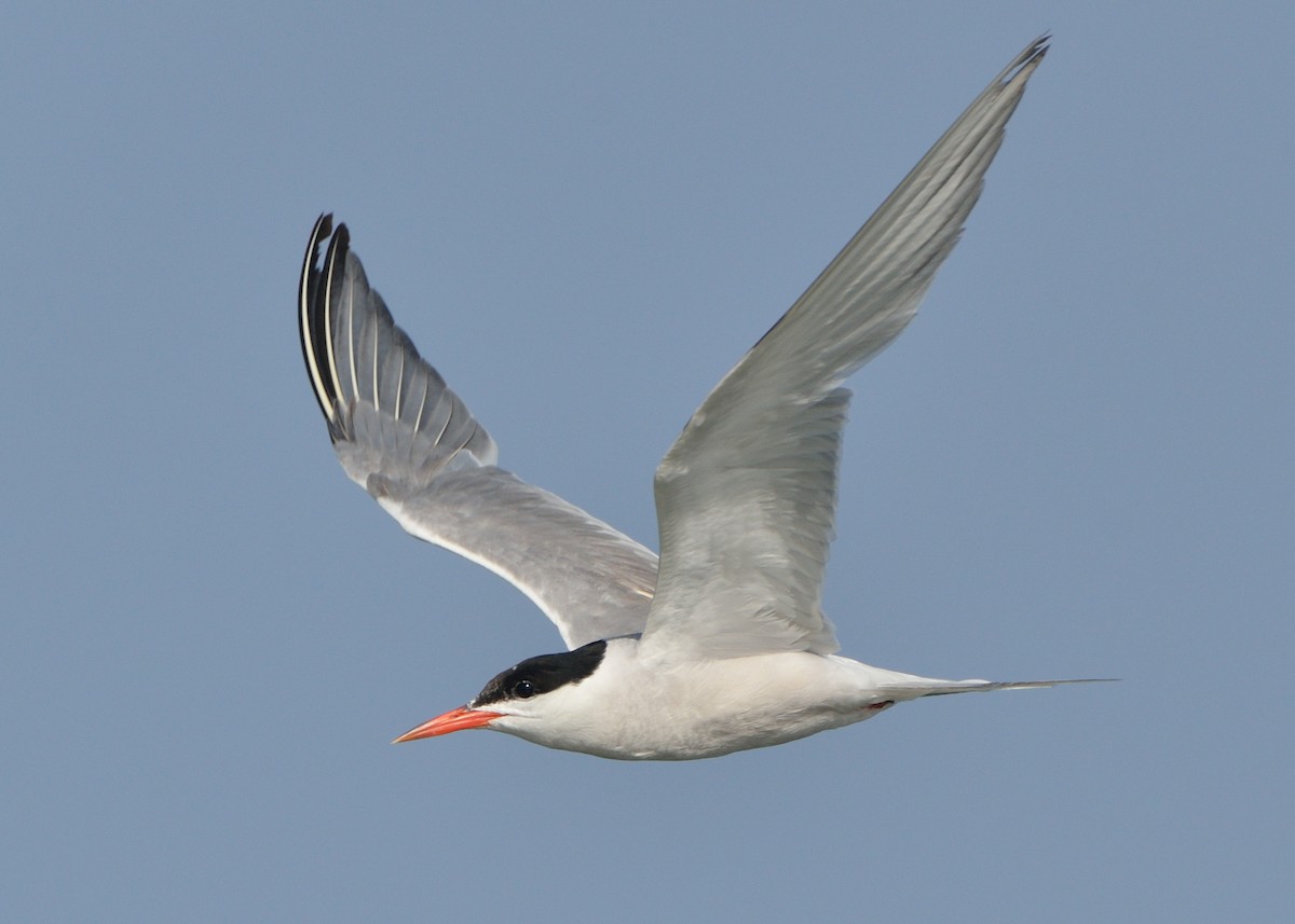 Common Tern - ML170211211