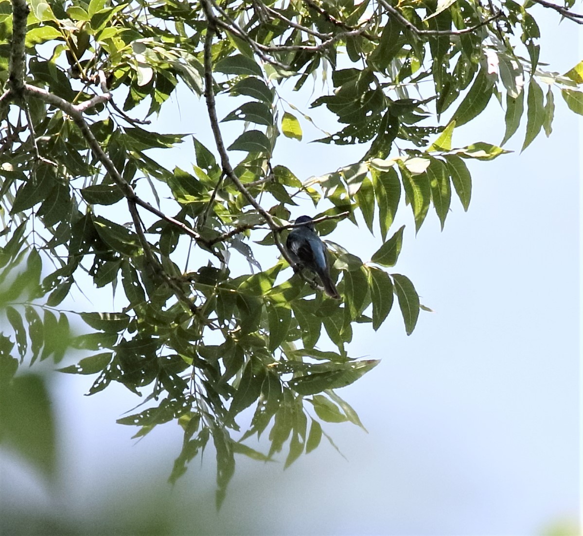 Indigo Bunting - Angela Bailey cc