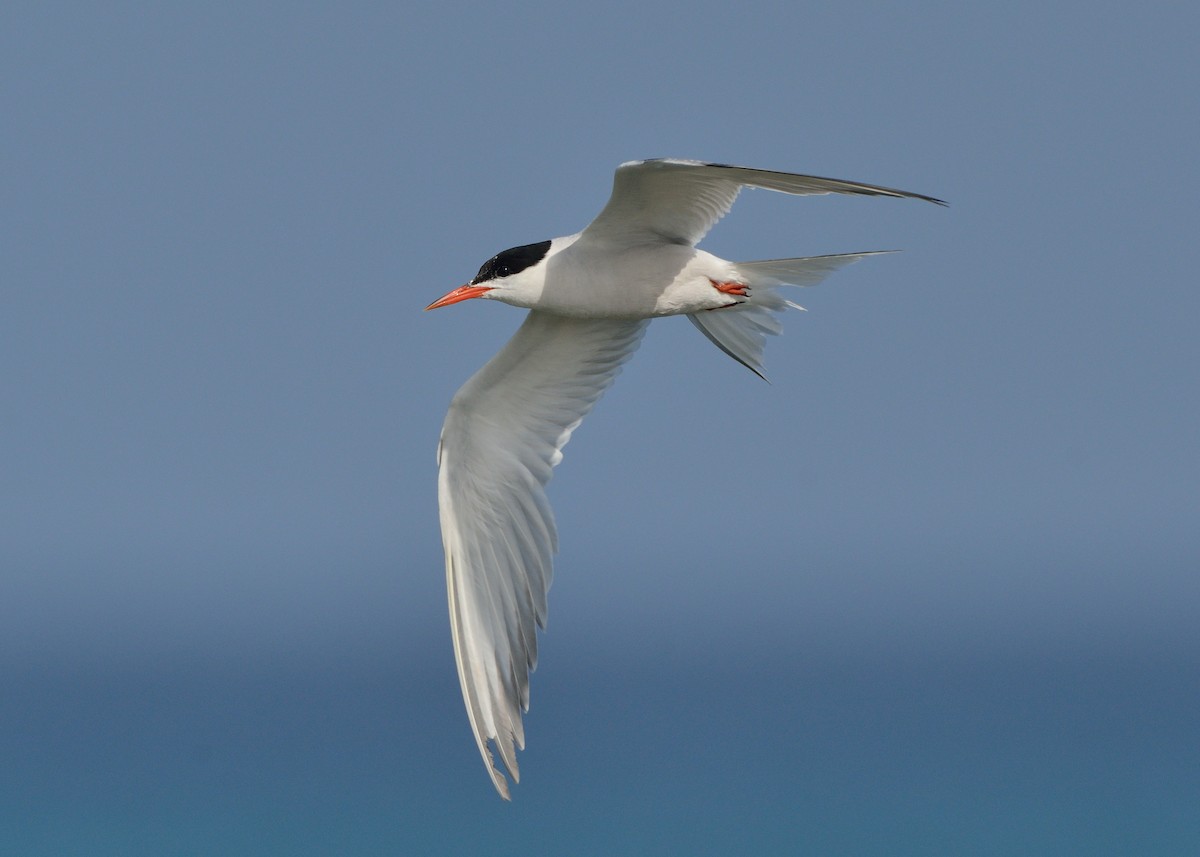Common Tern - ML170212981