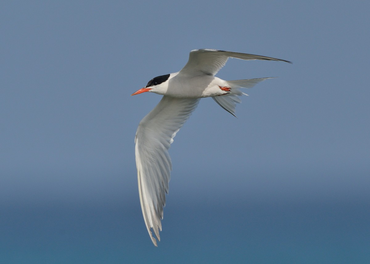 Common Tern - Michiel Oversteegen