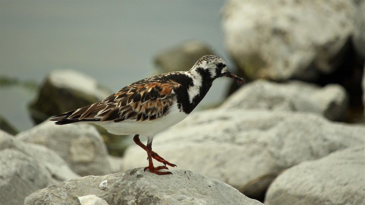 Ruddy Turnstone - Kevin Cunningham