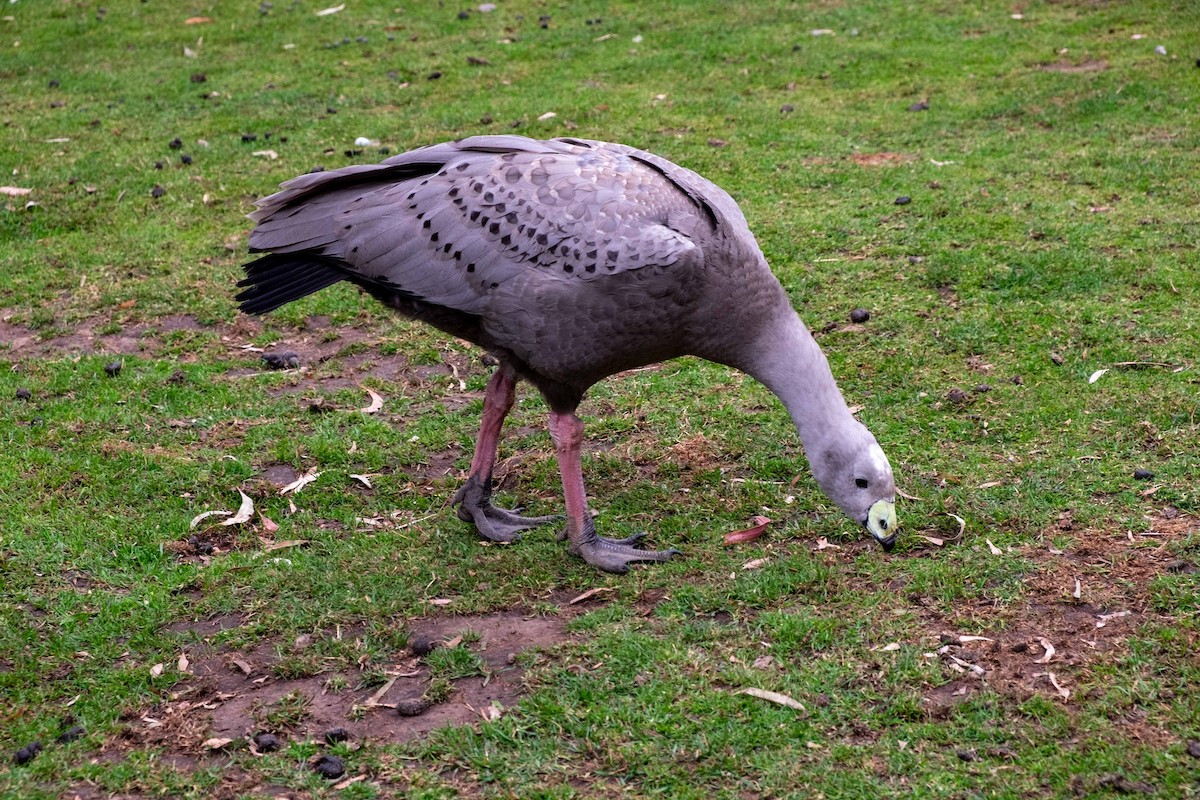 Cape Barren Goose - ML170213751