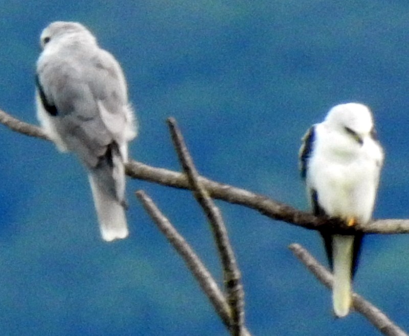 White-tailed Kite - ML170214021