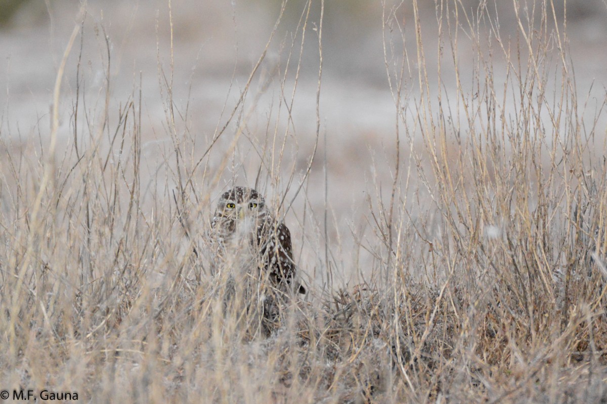 Burrowing Owl - Maria Fernanda Gauna