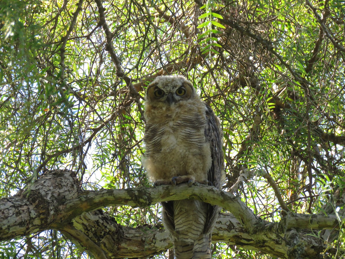 Great Horned Owl - ML170216001