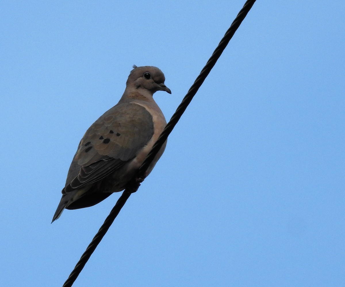 Eared Dove - ML170219121