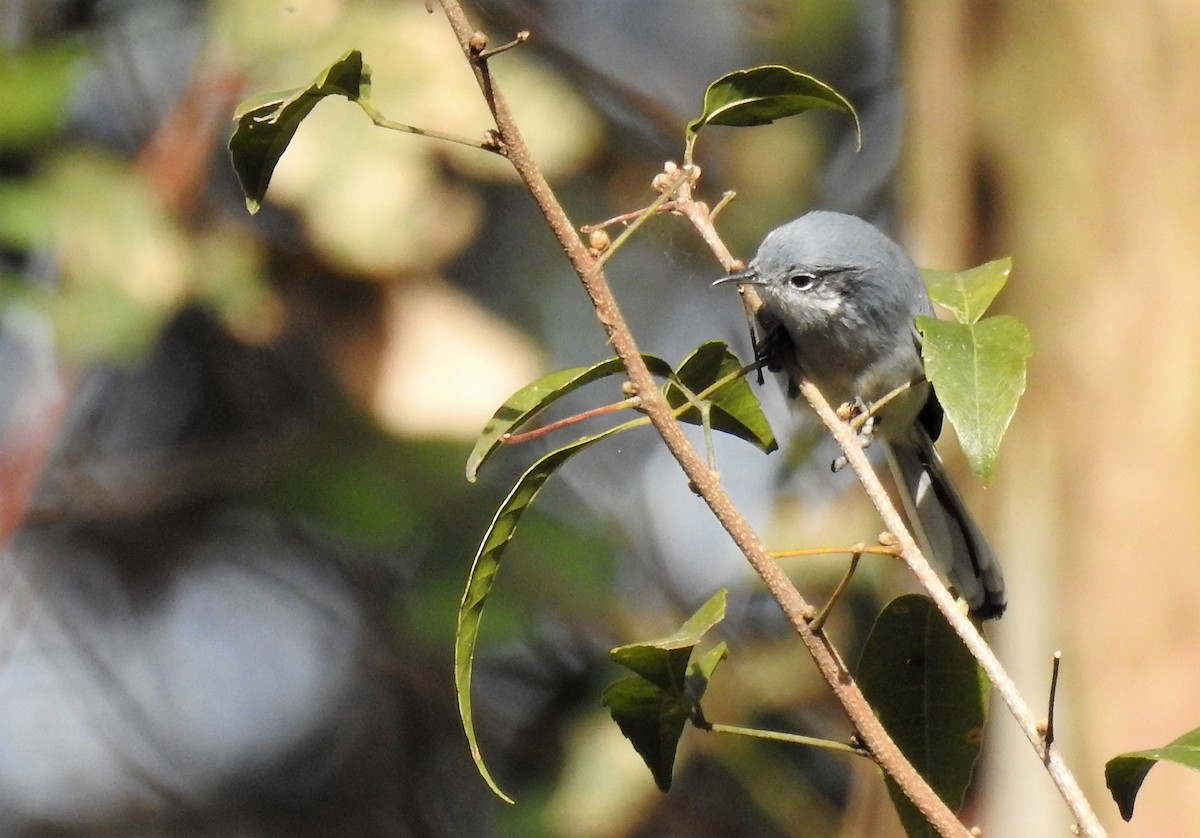 Masked Gnatcatcher - ML170219241