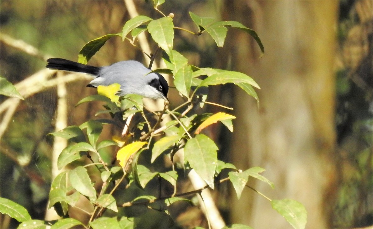 Masked Gnatcatcher - ML170219251