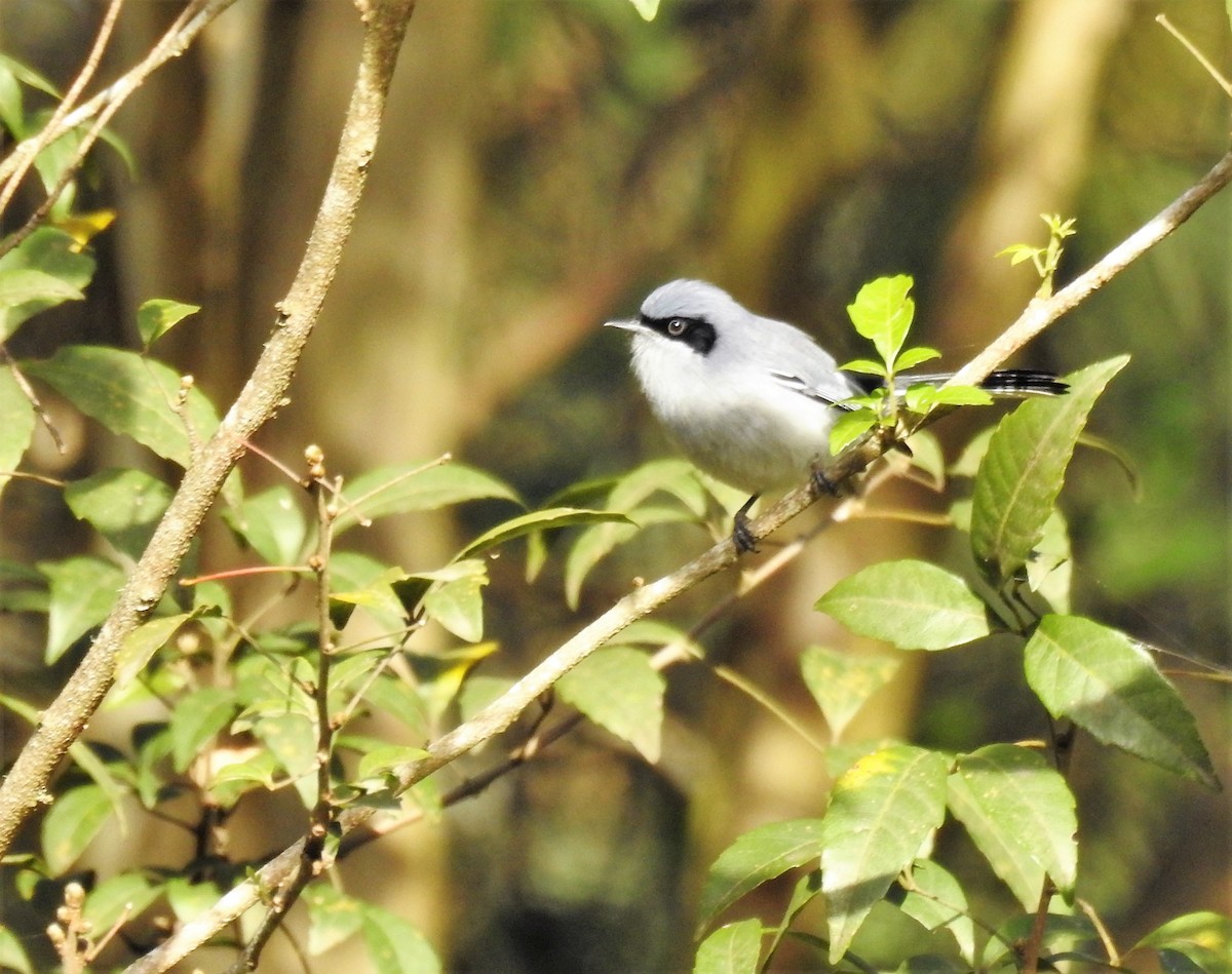 Masked Gnatcatcher - ML170219261