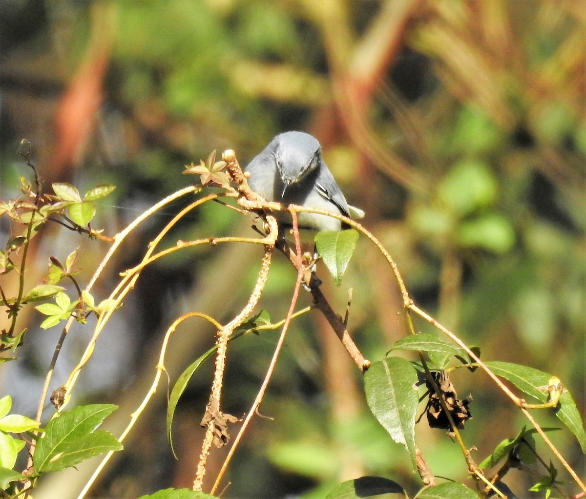 Masked Gnatcatcher - ML170219271